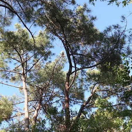 Dans Les 44 Hectares A 150m De La Villa